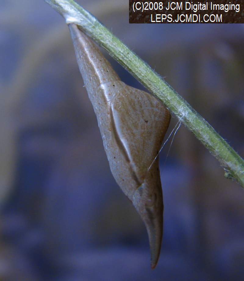 Sara Orange-Tip butterfly pupa